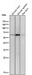 Anti-Collagen X COL10A1 Rabbit Monoclonal Antibody