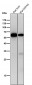 Anti-Collagen X COL10A1 Rabbit Monoclonal Antibody