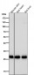 Anti-Galectin 3 LGALS3 Rabbit Monoclonal Antibody