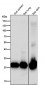 Anti-Galectin 3 LGALS3 Rabbit Monoclonal Antibody