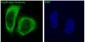 Anti-Hsp90 alpha HSP90AA1 Rabbit Monoclonal Antibody