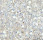 Anti-Flotillin 1 FLOT1 Rabbit Monoclonal Antibody