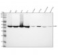 Anti-Flotillin 1 FLOT1 Rabbit Monoclonal Antibody