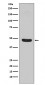 Anti-Flotillin 1 FLOT1 Rabbit Monoclonal Antibody