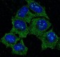 Anti-Hsp90 alpha HSP90AA1 Rabbit Monoclonal Antibody