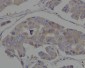 Anti-Hsp90 alpha HSP90AA1 Rabbit Monoclonal Antibody