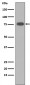Anti-Vitronectin VTN Rabbit Monoclonal Antibody