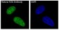 Anti-Histone H2A HIST1H2AB Rabbit Monoclonal Antibody