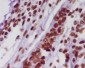 Anti-Histone H2A HIST1H2AB Rabbit Monoclonal Antibody