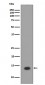 Anti-Histone H2A HIST1H2AB Rabbit Monoclonal Antibody