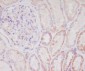 Anti-Smac/Diablo Rabbit Monoclonal Antibody