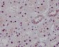Anti-HNF-4-alpha Rabbit Monoclonal Antibody