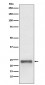 Anti-Ubiquitin D UBD Rabbit Monoclonal Antibody