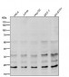 Anti-Ubiquitin D UBD Rabbit Monoclonal Antibody