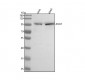 Anti-Argonaute 2 AGO2 Rabbit Monoclonal Antibody