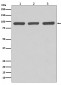Anti-Argonaute 2 AGO2 Rabbit Monoclonal Antibody
