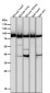 Anti-Argonaute 2 AGO2 Rabbit Monoclonal Antibody