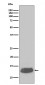 Anti-Parvalbumin PVALB Rabbit Monoclonal Antibody