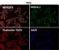Anti-CEA (CD66e) CEACAM5 Rabbit Monoclonal Antibody