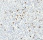 Anti-Cathepsin B CTSB Rabbit Monoclonal Antibody