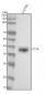 Anti-Cathepsin B CTSB Rabbit Monoclonal Antibody