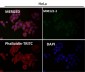 Anti-Cleaved PARP PARP1 Rabbit Monoclonal Antibody