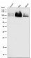 Anti-Cleaved PARP PARP1 Rabbit Monoclonal Antibody