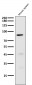 Anti-Cleaved PARP PARP1 Rabbit Monoclonal Antibody