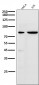 Anti-Cleaved PARP PARP1 Rabbit Monoclonal Antibody