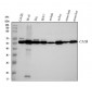 Anti-Calreticulin Rabbit Monoclonal Antibody