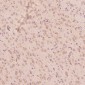 Anti-Calreticulin Rabbit Monoclonal Antibody