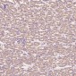 Anti-Calreticulin Rabbit Monoclonal Antibody
