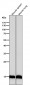 Anti-Histone H3.3 H3F3A Rabbit Monoclonal Antibody
