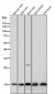 Anti-Histone H3.3 H3F3A Rabbit Monoclonal Antibody