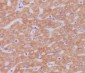 Anti-Cytochrome C CYCS Rabbit Monoclonal Antibody