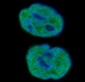 Anti-Histone H1.0 H1F0 Rabbit Monoclonal Antibody