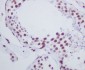 Anti-Histone H1.0 H1F0 Rabbit Monoclonal Antibody