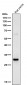 Anti-14-3-3 sigma SFN Rabbit Monoclonal Antibody