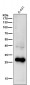 Anti-14-3-3 sigma SFN Rabbit Monoclonal Antibody