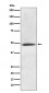 Anti-CaMKII alpha CAMK2A Rabbit Monoclonal Antibody