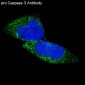 Anti-pro Caspase 3 CASP3 Rabbit Monoclonal Antibody