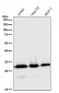 Anti-pro Caspase 3 CASP3 Rabbit Monoclonal Antibody