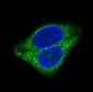 Anti-Synaptophysin SYP Rabbit Monoclonal Antibody