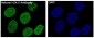Anti-Histone H2A.X H2AFX Rabbit Monoclonal Antibody
