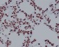 Anti-Histone H2A.X H2AFX Rabbit Monoclonal Antibody