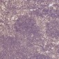 Anti-Histone H2A.X H2AFX Rabbit Monoclonal Antibody