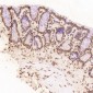 Anti-Histone H2A.X H2AFX Rabbit Monoclonal Antibody