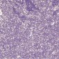 Anti-Histone H2A.X H2AFX Rabbit Monoclonal Antibody