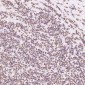 Anti-Histone H2A.X H2AFX Rabbit Monoclonal Antibody