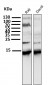 Anti-Histone H2A.X H2AFX Rabbit Monoclonal Antibody